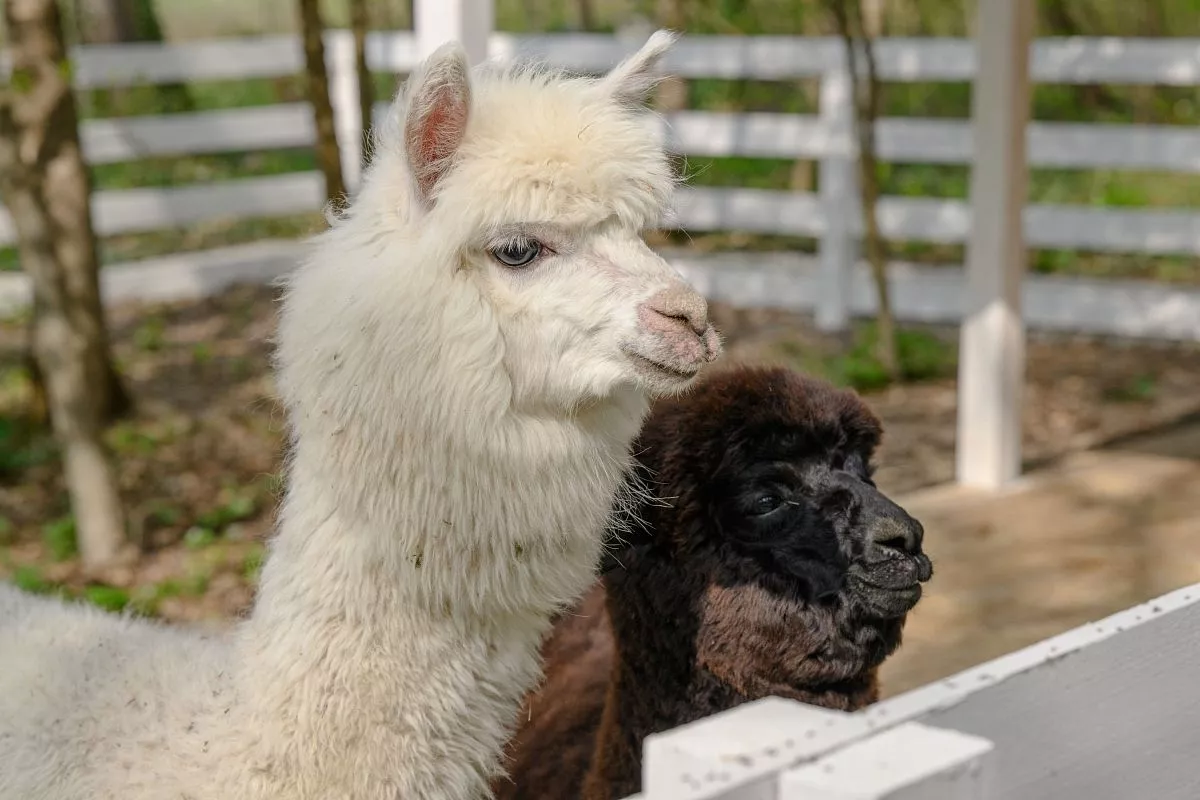 Ф ерма альпак - самое популярное место в парке. Его обитатели родом из Перу. На Кубани «плюшевые» зверюшки чувствуют себя великолепно.