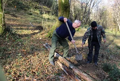 В Сочинском национальном парке высадили три тысячи краснокнижных деревьев