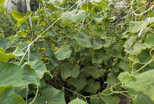 Красивый, избалованный, бесполезный: почему мощный и зеленый куст огурцов не дает плодов
