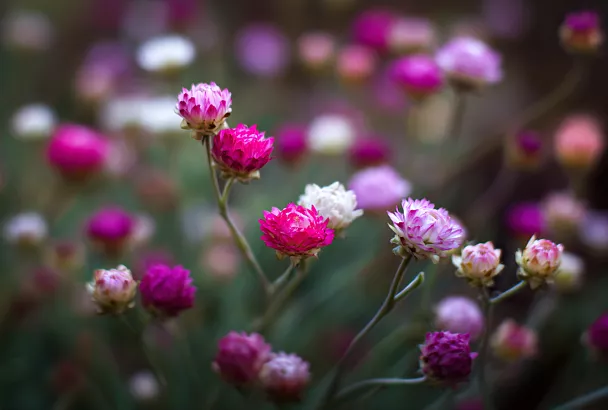 Три многолетника для посадки в августе