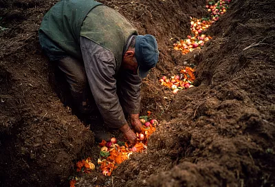 Куда девать гнилые яблоки: простое решение для дачников