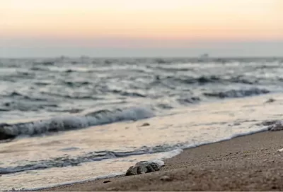Ученые проведут масштабные исследования Азовского моря