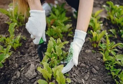 Средние зарплаты агрономов выросли на 19% за год