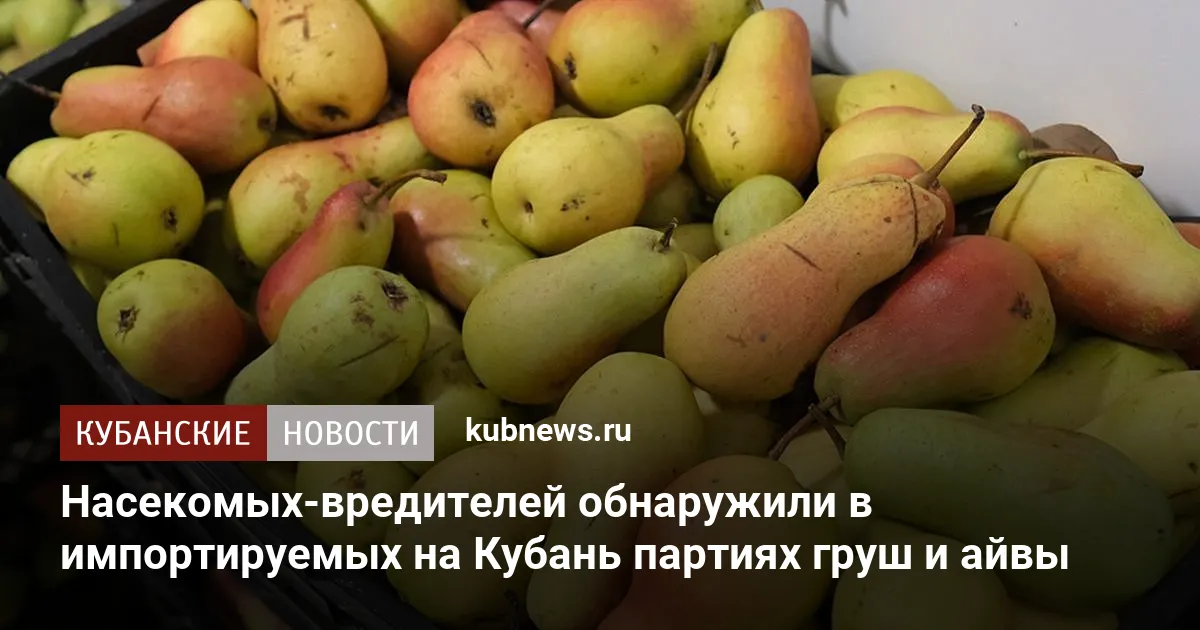 Насекомых-вредителей обнаружили в импортируемых на Кубань партиях груш и айвы