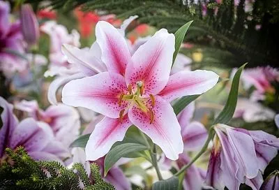 ТОП-7 раннецветущих лилий 2025: они зацветут первыми — советы ботаников МГУ