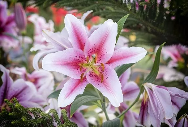 ТОП-7 раннецветущих лилий 2025: они зацветут первыми — советы ботаников МГУ