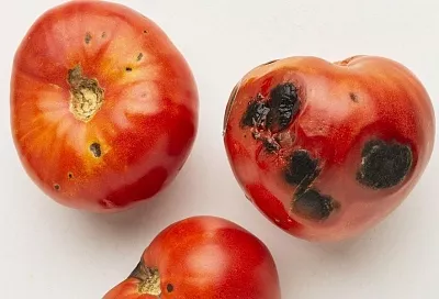 Вершинная гниль: правильный выбор препаратов кальция даже для начинающих огородников