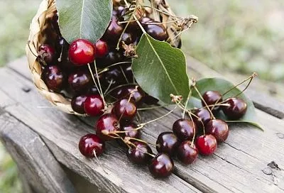 Выбираем на корню: устойчивые к монилиозу сорта вишни для регионов с влажной весной