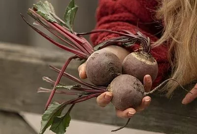 Копайте свеклу на хранение так, чтобы корнеплоды были сочными до весны