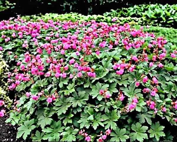 Как увеличить количество цветов герани зимой: простой и эффективный способ укоренения