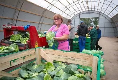 Малый бизнес Краснодарского края с начала 2019 года получил господдержку на 790 млн рублей