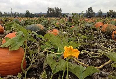 Химия не понадобится 5 способов, которые помогут сделать землю мягкой и плодородной