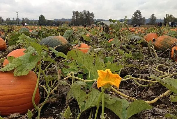 Химия не понадобится 5 способов, которые помогут сделать землю мягкой и плодородной