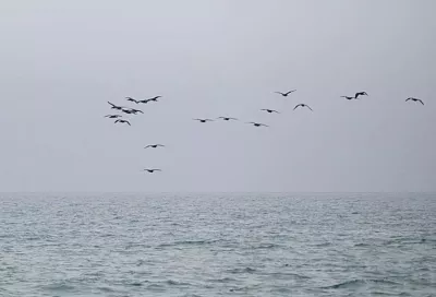 Четыре беспилотника ВСУ уничтожены за ночь над акваторией Черного моря