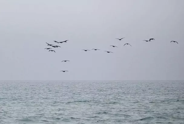 Четыре беспилотника ВСУ уничтожены за ночь над акваторией Черного моря