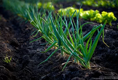 Посев лука-севка без наклонов: облегчённый способ для грядок