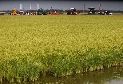 Уборка риса стартовала в Краснодарском крае