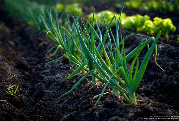Посев лука-севка без наклонов: облегчённый способ для грядок