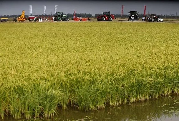 Уборка риса стартовала в Краснодарском крае