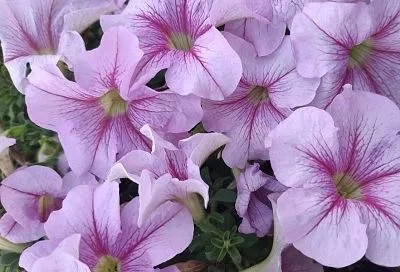 Февраль – время сеять цветы: не упустите время посадки этих прекрасных однолетников