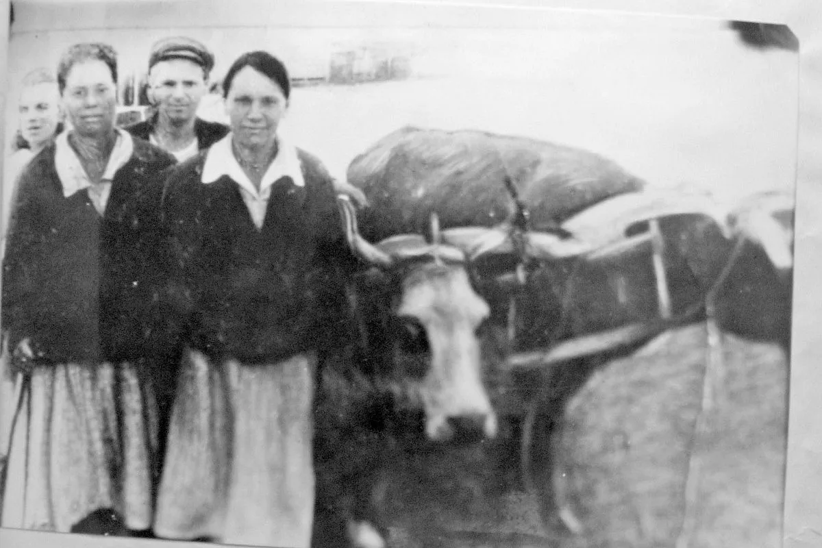 яжесть фашистской оккупации и восстановления народного хозяйства легла на плечи женщин, стариков и детей. Фото 1944 года. Вывоз хлеба в колхозе им. Молотова Крыловского района. 