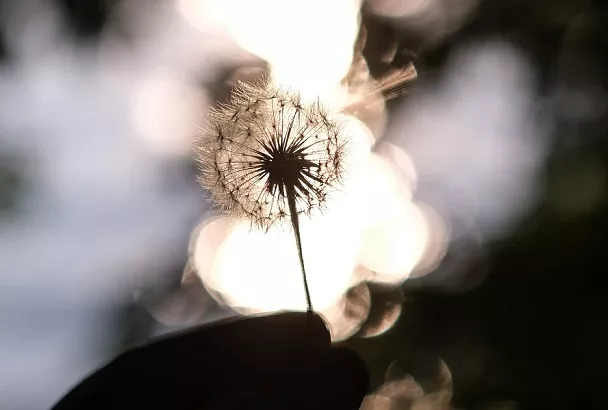 Кукурузная мука против одуванчиков: простой способ без химии