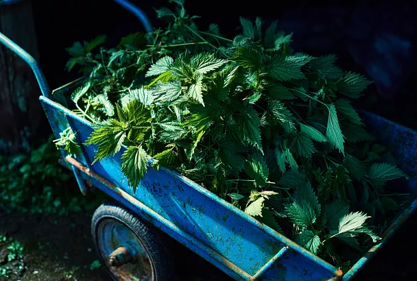 Сорняки — это удобрение! Как превратить ненужную зелень в бесплатную органику для сада