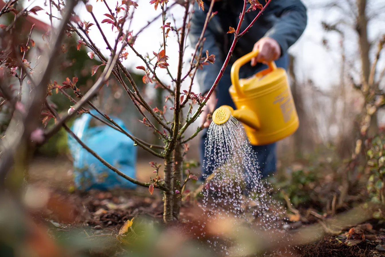 Уход за вишней после сбора урожая: защита от коккомикоза и подкормка