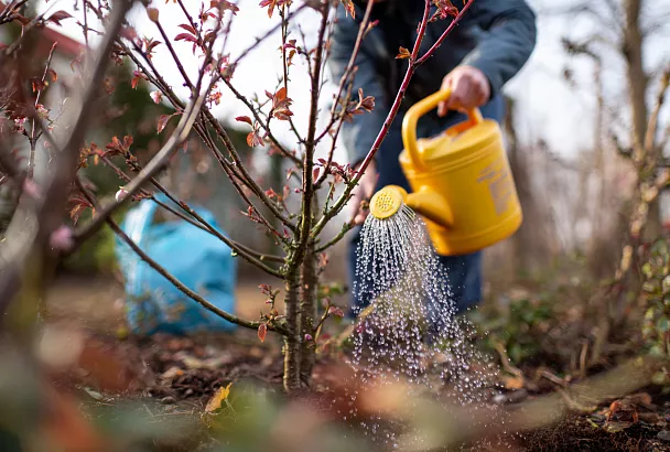 Уход за вишней после сбора урожая: защита от коккомикоза и подкормка