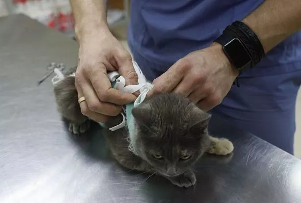 Спрос на специалистов в сфере работы с животными растет в Краснодаре