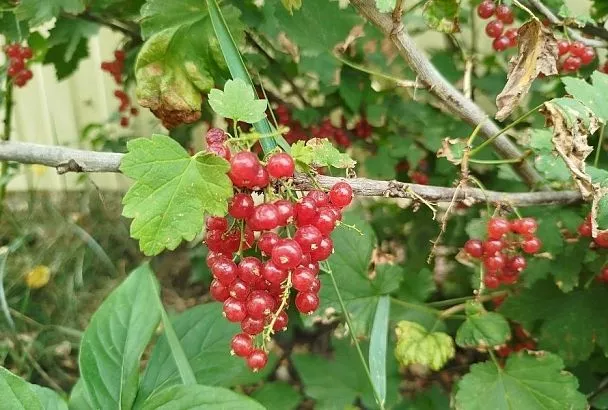 Осыпается смородина – поможет крахмал: все ягоды останутся на кустах до полного созревания