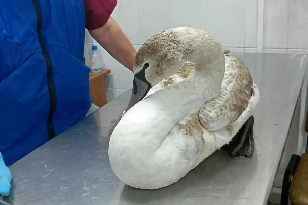 В Геленджике спасли ослабевшего лебедя