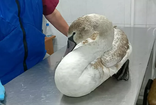 В Геленджике спасли ослабевшего лебедя