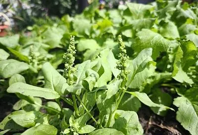 Останови мгновенье: почему зелень уходит в цвет слишком рано и как это затормозить