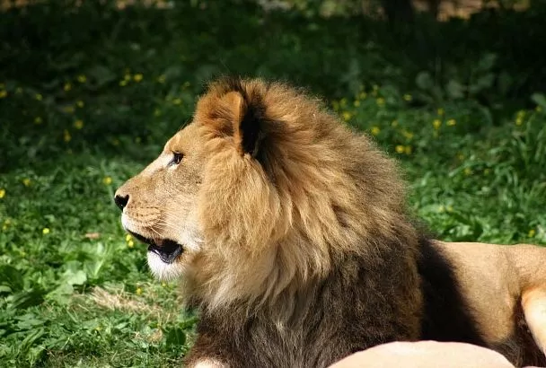 Лев в Турции чуть не загрыз фермера