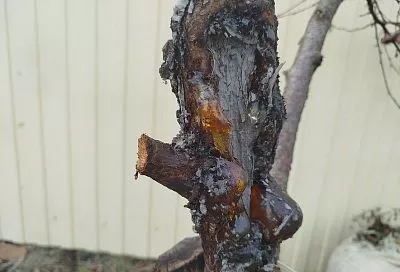 Дерево просит о помощи: если на стволе или ветках появился такой «янтарь», надо срочно действовать