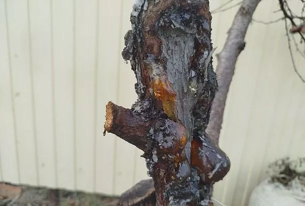 Дерево просит о помощи: если на стволе или ветках появился такой «янтарь», надо срочно действовать