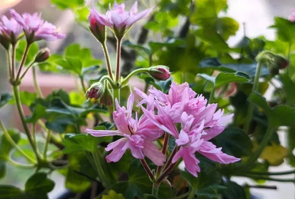 Когда герань как палка: вернем растению пышность, а нам – радость