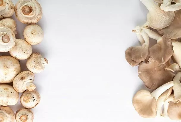 Делаем запасы грамотно: как в домашних условиях засушить шампиньоны