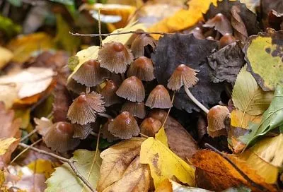 Поганка ищет, где хуже: появление этих грибов на участке – сигнал о проблемах