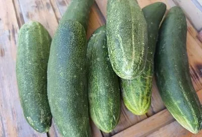 Что делать с огурцами-переростками: несколько идей, которые позволят спасти продукт и испытать новый вкус