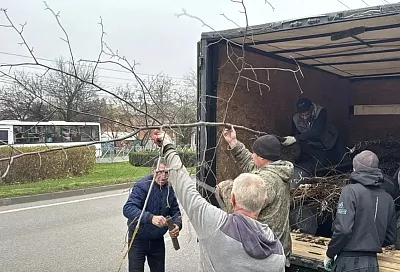 Более 550 деревьев высадили в Краснодаре осенью в рамках компенсационного озеленения