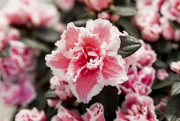 Топ-5 опасных растений для домашних животных: что делать, если питомец отравился