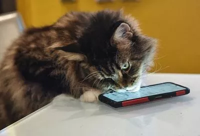 Решение Зеленского вызвало испуг в Киеве, Трамп нуждается в усиленной защите, атака на НПЗ в Туапсе. Главное к утру 28 апреля