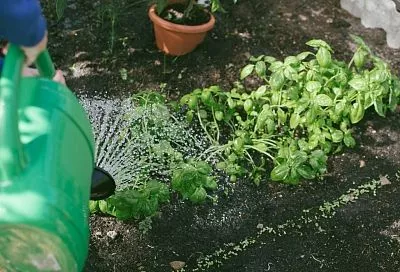 Если «черная ножка» губит всю рассаду на грядках: 1 комбинация из аптеки работает за 3 дня без химии