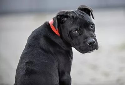 С ног на голову: как изменится ваша жизнь, если вы заведете собаку. И, поверьте, вы будете этому рады!