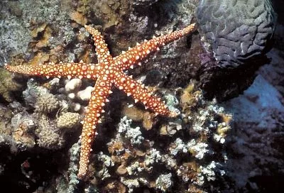 Морская звезда: что еще за существо, отчего так загадочно и чем удивляет любителей деликатесов