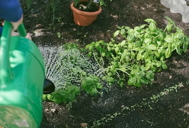 Если «черная ножка» губит всю рассаду на грядках: 1 комбинация из аптеки работает за 3 дня без химии