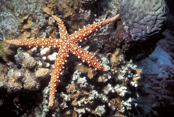 Морская звезда: что еще за существо, отчего так загадочно и чем удивляет любителей деликатесов
