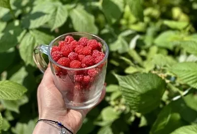 Малиновое дерево «таруса»: урожайность, эстетика, экзотика, вкус